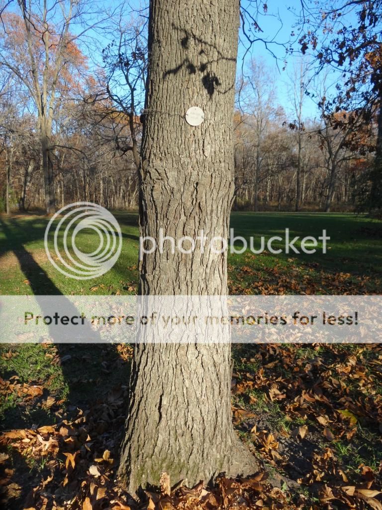 photo HicanBurtongraftedonCaryaovata_zps6589ec8e.jpg